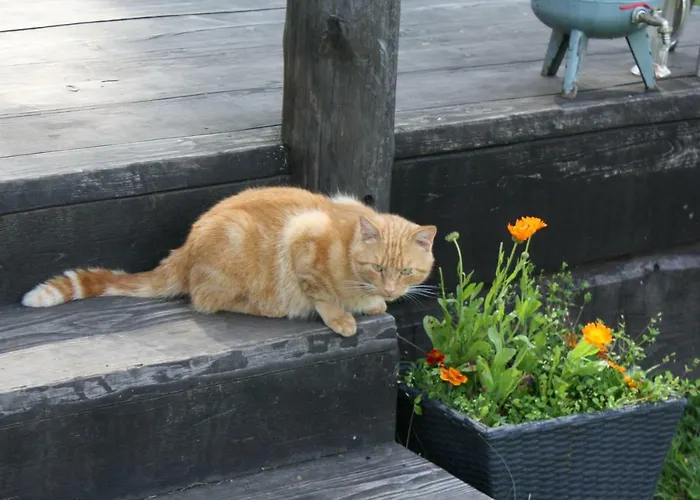 Puhkemaja Dom wakacyjny *